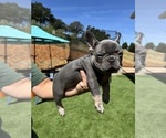Small Photo #29 French Bulldog Puppy For Sale in PLEASANTON, CA, USA