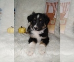 Small Photo #4 Australian Shepherd Puppy For Sale in INDIANAPOLIS, IN, USA