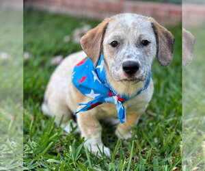 Emma’s Hopper - Male Mutt Dog for Adoption - Photo #2