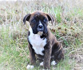Boxer Puppy for sale in CUMBERLAND, RI, USA