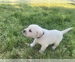 Small Photo #7 Labrador Retriever Puppy For Sale in VANCOUVER, WA, USA
