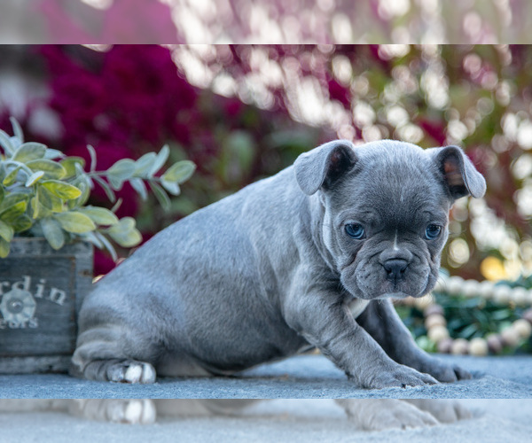 Medium Photo #3 Faux Frenchbo Bulldog Puppy For Sale in SHREVE, OH, USA