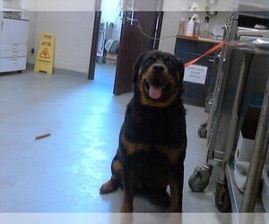 Rottweiler Dogs for adoption in Fayetteville, NC, USA