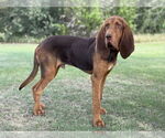 Small #5 Bloodhound