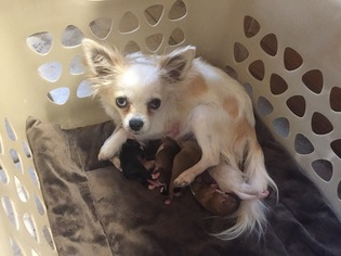 Mother of the Chihuahua puppies born on 11/11/2017