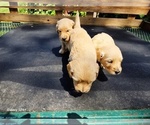 Small #6 Goldendoodle