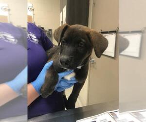 Gerberian Shepsky Dogs for adoption in Conroe, TX, USA