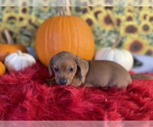 Dachshund Puppy for Sale in KINSTON, North Carolina USA