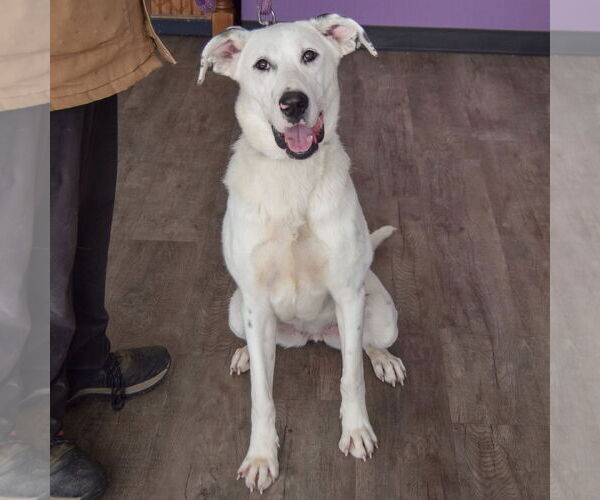 Medium Photo #4 Great Dane-Labrador Retriever Mix Puppy For Sale in Huntley, IL, USA