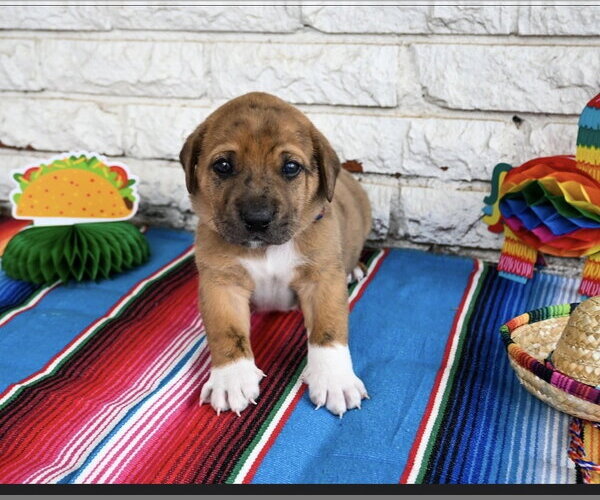 Medium Photo #2 Great Dane-Unknown Mix Puppy For Sale in OKLAHOMA CITY, OK, USA