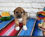 Small #1 Great Dane Mix