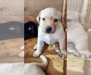 Labrador Retriever Puppy for sale in LITTLETON, CO, USA
