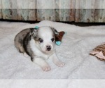 Small Photo #19 Aussie-Corgi Puppy For Sale in LIND, WA, USA