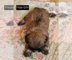 Small Photo #22 Shih Tzu Puppy For Sale in MANES, MO, USA