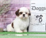 Small Photo #1 Shih Tzu Puppy For Sale in BEL AIR, MD, USA