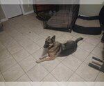 Small Photo #1 German Shepherd Dog Puppy For Sale in COLUMBIA, MD, USA