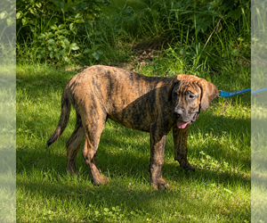Presa Canario Puppy for sale in ANSON, ME, USA