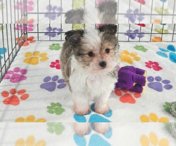 Medium Photo #6 Papitese Puppy For Sale in ORO VALLEY, AZ, USA