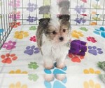 Duke - Male Papitese Puppy for Sale - Photo #6