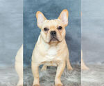 Small Photo #14 French Bulldog Puppy For Sale in WARSAW, IN, USA