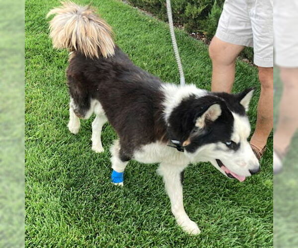 Medium Photo #2 Siberian Husky Puppy For Sale in Omaha, NE, USA