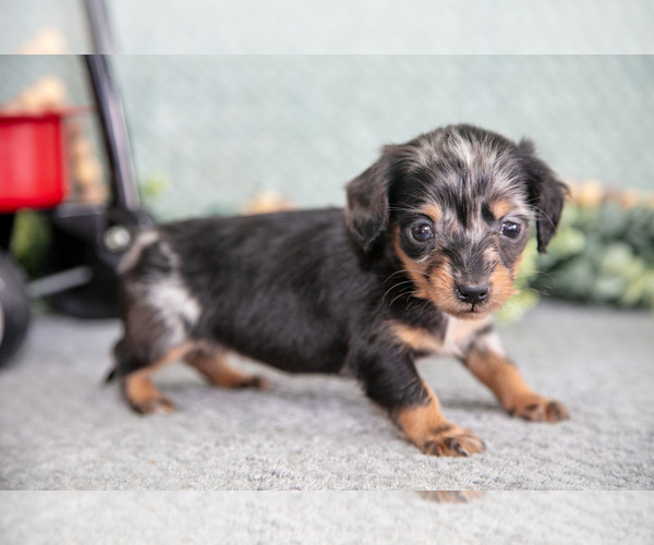 Medium Photo #5 Dachshund Puppy For Sale in ELIZABETHTOWN, PA, USA