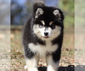Pomsky Puppy for sale in JUNCTION CITY, OH, USA