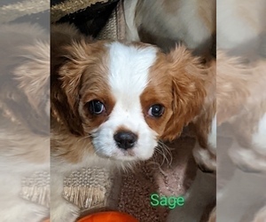 Cavalier King Charles Spaniel Puppy for sale in WATERTOWN, NY, USA