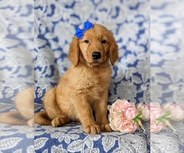 Medium Photo #7 Golden Retriever Puppy For Sale in NOTTINGHAM, PA, USA