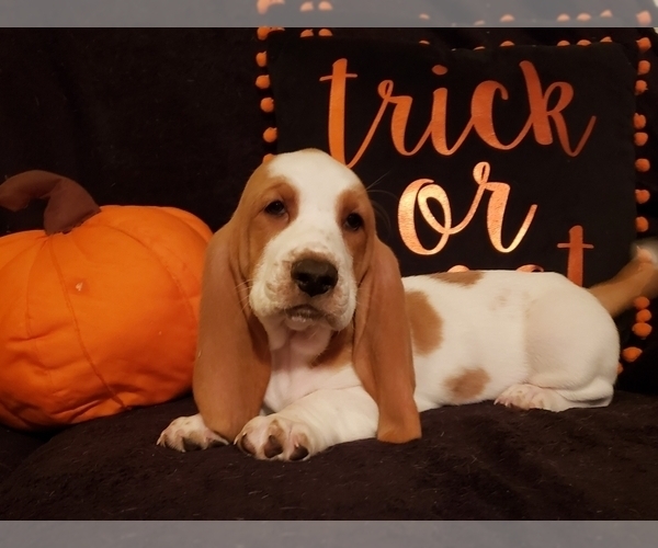 Medium Photo #13 Basset Hound Puppy For Sale in CLAREMORE, OK, USA