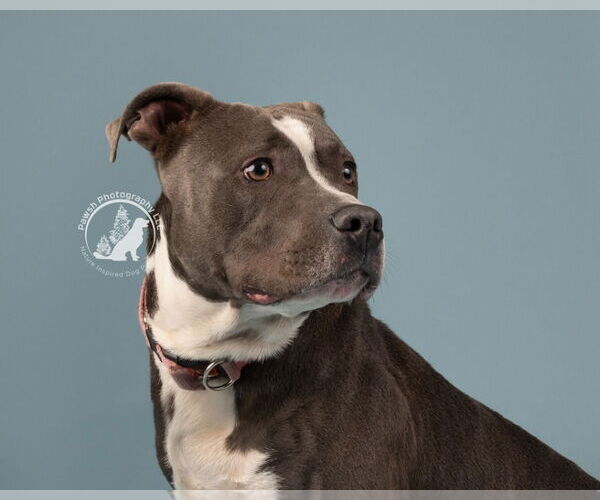 Medium Photo #9 American Pit Bull Terrier Puppy For Sale in Minneapolis, MN, USA