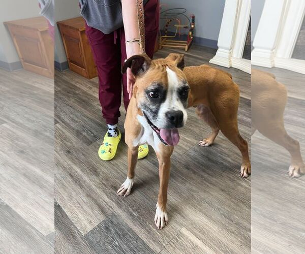Medium Photo #19 Boxer Puppy For Sale in Burnsville, MN, USA