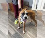 Small #18 Boxer