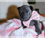 Small Photo #3 French Bulldog Puppy For Sale in ELM GROVE, WI, USA