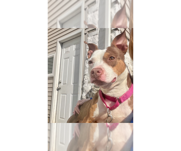 Medium Photo #13 American Pit Bull Terrier-Unknown Mix Puppy For Sale in Brewster, NY, USA