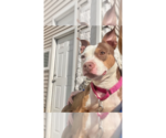 Small #12 American Pit Bull Terrier Mix