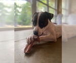 Small Mutt