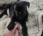 Small #3 Pug