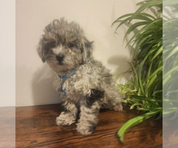 Medium Photo #1 Poodle (Miniature) Puppy For Sale in INDIANAPOLIS, IN, USA