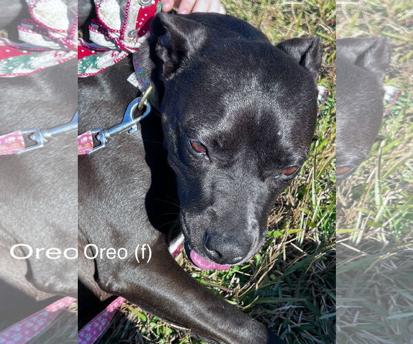 Medium Photo #3 American Pit Bull Terrier-Unknown Mix Puppy For Sale in Farmerville, LA, USA