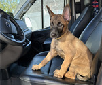 Small #2 Belgian Malinois