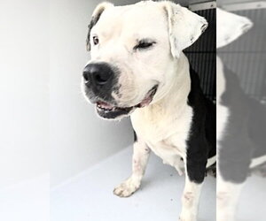 Mutt Dogs for adoption in Houston, TX, USA