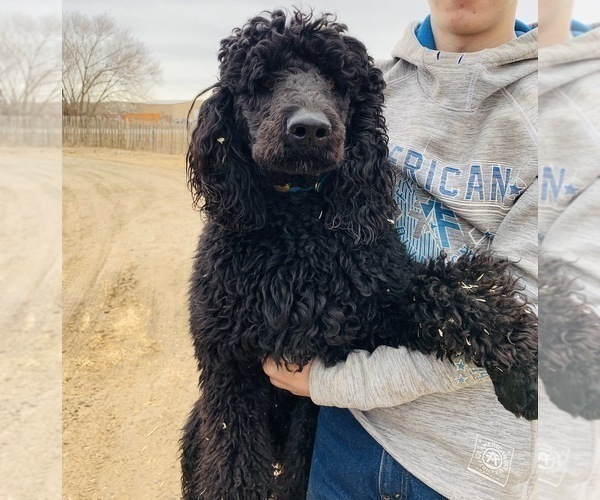 Medium Photo #1 Goldendoodle Puppy For Sale in PAGOSA SPRINGS, CO, USA