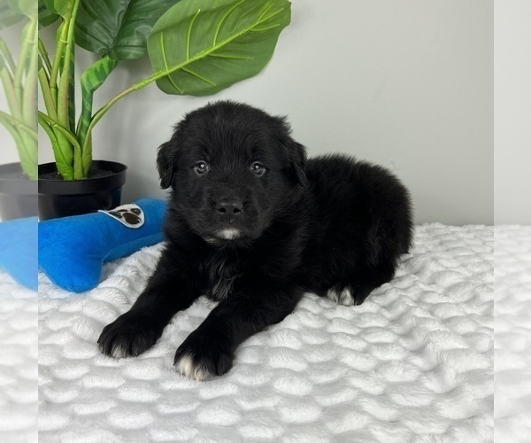 Medium Photo #4 Golden Retriever-Miniature American Shepherd Mix Puppy For Sale in FRANKLIN, IN, USA