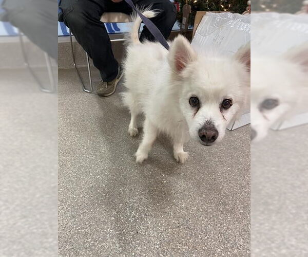 Medium Photo #1 American Eskimo Dog Puppy For Sale in Pikesville, MD, USA