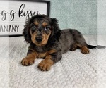 Small #2 Dachshund