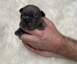 Small Photo #6 French Bulldog Puppy For Sale in SOMERS, MT, USA