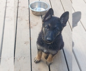 German Shepherd Dog Puppy for Sale in KINGSPORT, Tennessee USA