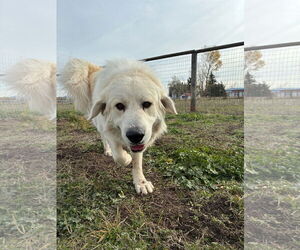 Great Pyrenees Dogs for adoption in Missoula, MT, USA
