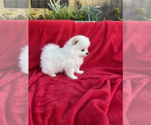 Pomeranian Puppy for sale in CHULA VISTA, CA, USA